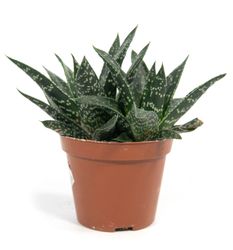 gasteria-d-tiga.jpg gasteria-d-tiga.jpg
