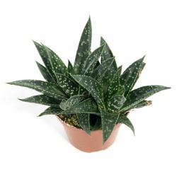 gasteria-d-tiga2.jpg gasteria-d-tiga2.jpg
