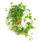 Hedera-helix-Shamrock01--1-.jpg