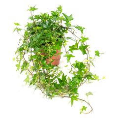 Hedera-helix-Shamrock01--1-.jpg Hedera-helix-Shamrock01--1-.jpg