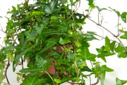 Hedera-helix-Shamrock01--2-.jpg Hedera-helix-Shamrock01--2-.jpg