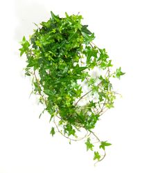 Hedera-helix-Shamrock01--3-.jpg Hedera-helix-Shamrock01--3-.jpg