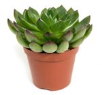 Echeveria-agavoides--1-.jpg