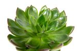 Echeveria-agavoides--2-.jpg