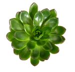 Echeveria-agavoides--3-.jpg