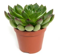 Echeveria-agavoides--1-.jpg Echeveria-agavoides--1-.jpg