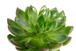 Echeveria-agavoides--2-.jpg Echeveria-agavoides--2-.jpg