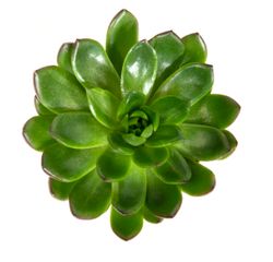 Echeveria-agavoides--3-.jpg Echeveria-agavoides--3-.jpg