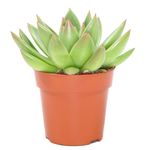 Echeveria-miranda-1.jpg