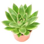 Echeveria-miranda-2.jpg
