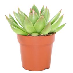 Echeveria-miranda-1.jpg Echeveria-miranda-1.jpg