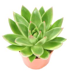 Echeveria-miranda-2.jpg Echeveria-miranda-2.jpg