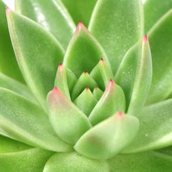 Echeveria-miranda-3.jpg Echeveria-miranda-3.jpg