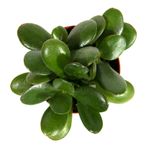 Crassula-compactaSunset--3-.jpg