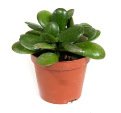 Crassula-compactaSunset--1-.jpg Crassula-compactaSunset--1-.jpg