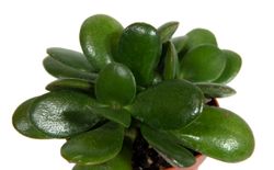 Crassula-compactaSunset--2-.jpg Crassula-compactaSunset--2-.jpg