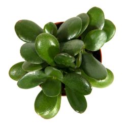 Crassula-compactaSunset--3-.jpg Crassula-compactaSunset--3-.jpg