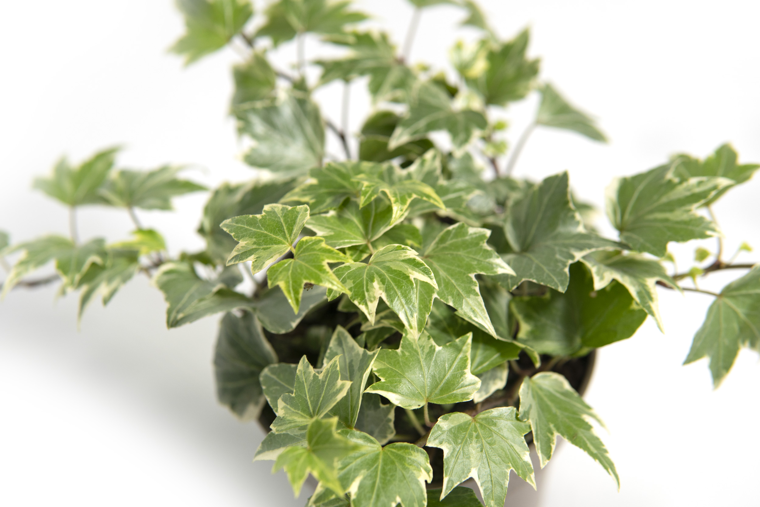 Hedera helix Eva, im 13cm Topf, kleinblttriger Efeu weibunt, Trieblnge  ca. 25cm | meingartencenter24.de - Garten Online Shop & Weber Grill Store