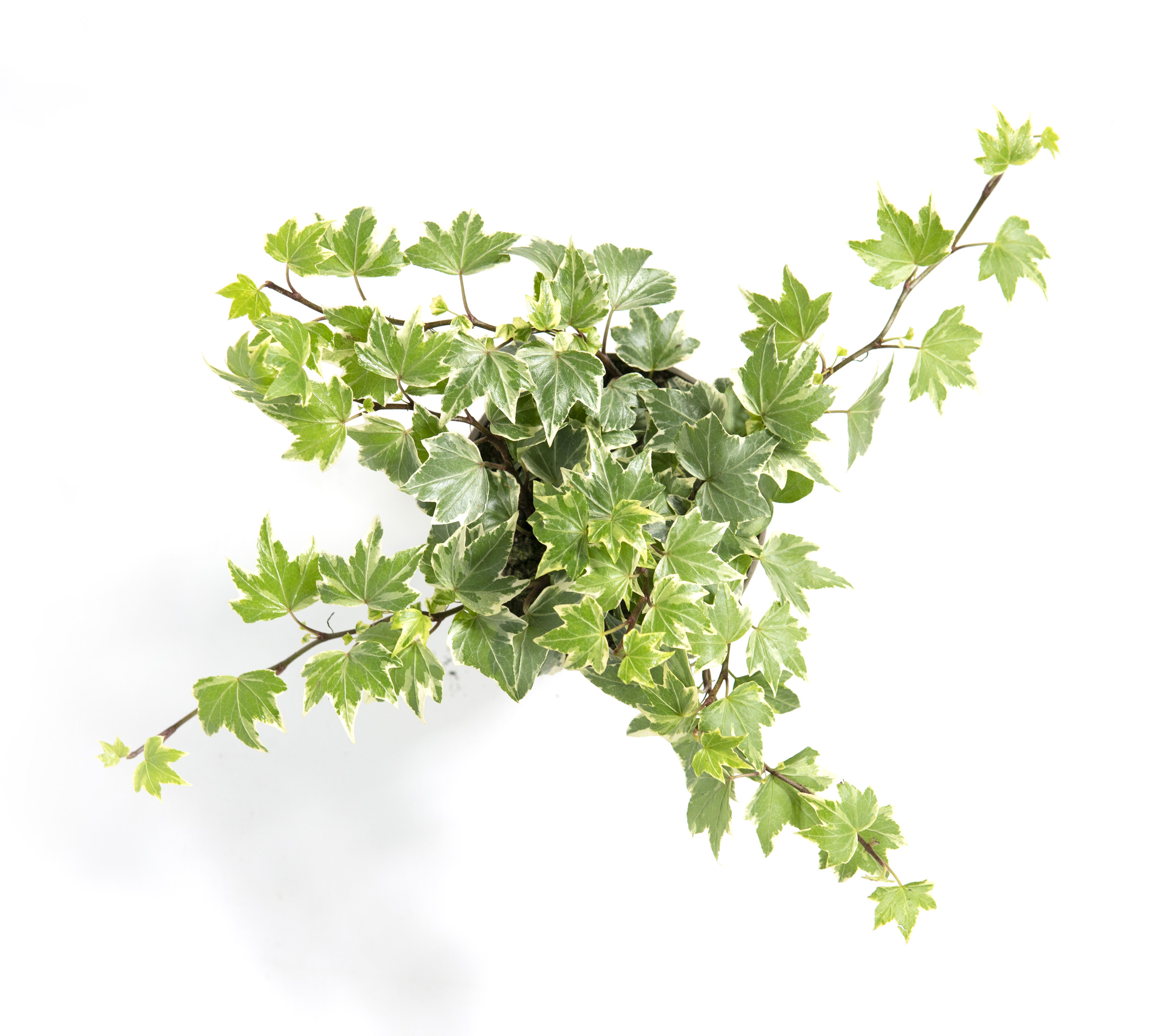 Hedera helix Eva, im 13cm Topf, kleinblttriger Efeu weibunt, Trieblnge  ca. 25cm | meingartencenter24.de - Garten Online Shop & Weber Grill Store