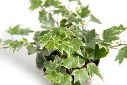 HederaHelixEvaT13--2-.jpg HederaHelixEvaT13--2-.jpg