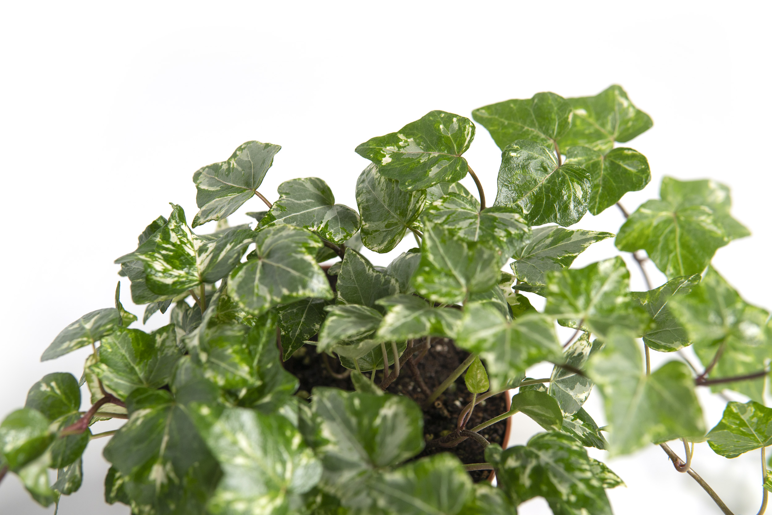 englischer efeu zimmerpflanze Hedera helix 'Crispy' | Efeu main image 0