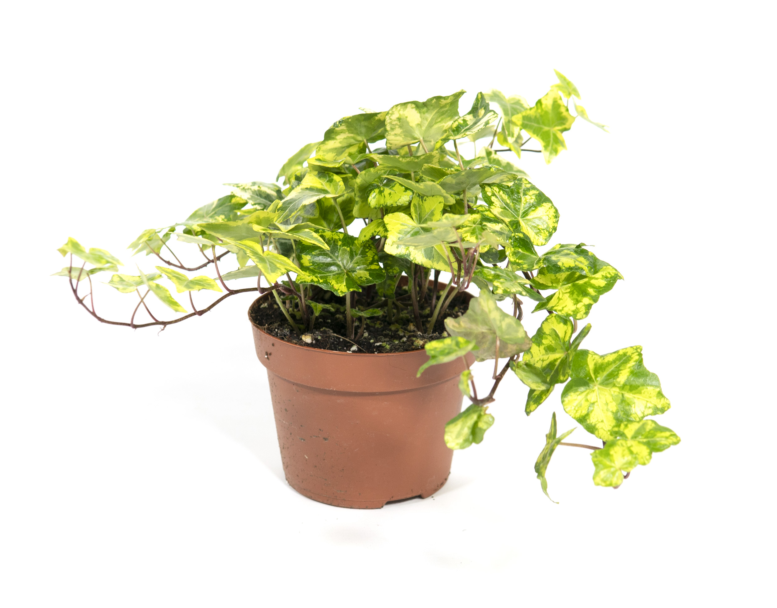 glücksfedern pflanze Glücksfeder (Zamioculcas zamiifolia) kaufen main image 0