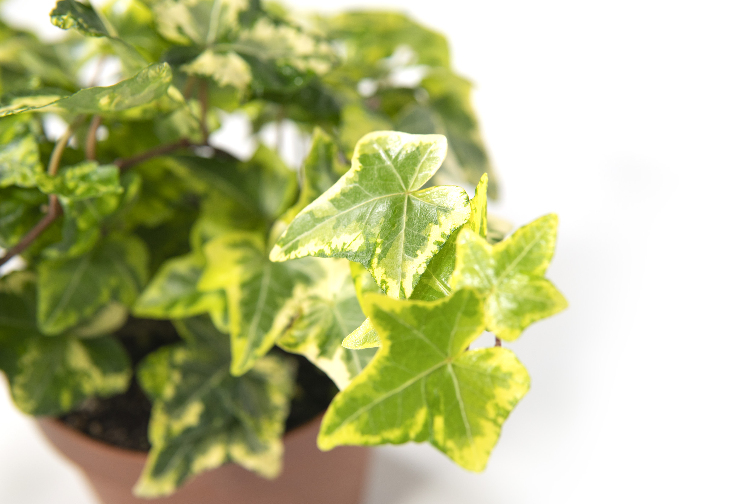 Paket] Hedera helix Golden Ingot im 9cm Topf, kleinblttriger Efeu,  gelbbuntes Blatt, Trieblnge ca. 15cm | meingartencenter24.de - Garten  Online Shop & Weber Grill Store