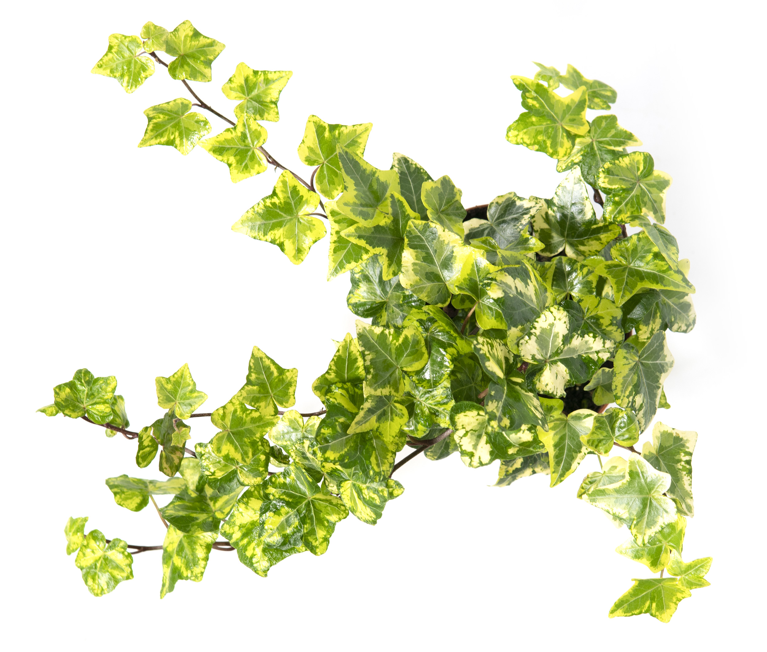 Paket] Hedera helix Golden Ingot im 9cm Topf, kleinblttriger Efeu,  gelbbuntes Blatt, Trieblnge ca. 15cm | meingartencenter24.de - Garten  Online Shop & Weber Grill Store