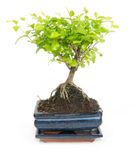 -DSC6103-Bonsai-Sageretia-thea--in-Keramikschale--8x15cm--Sageretie--Hoehe-ca--25cm.jpg