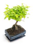 -DSC6105-Bonsai-Sageretia-thea--in-Keramikschale--8x15cm--Sageretie--Hoehe-ca--25cm.jpg