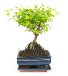 -DSC6103-Bonsai-Sageretia-thea--in-Keramikschale--8x15cm--Sageretie--Hoehe-ca--25cm.jpg -DSC6103-Bonsai-Sageretia-thea--in-Keramikschale--8x15cm--Sageretie--Hoehe-ca--25cm.jpg
