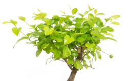 -DSC6104-Bonsai-Sageretia-thea--in-Keramikschale--8x15cm--Sageretie--Hoehe-ca--25cm.jpg -DSC6104-Bonsai-Sageretia-thea--in-Keramikschale--8x15cm--Sageretie--Hoehe-ca--25cm.jpg