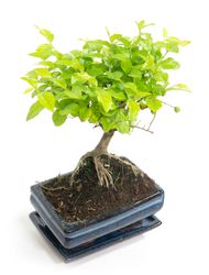 -DSC6105-Bonsai-Sageretia-thea--in-Keramikschale--8x15cm--Sageretie--Hoehe-ca--25cm.jpg -DSC6105-Bonsai-Sageretia-thea--in-Keramikschale--8x15cm--Sageretie--Hoehe-ca--25cm.jpg