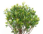 -DSC6100-Bonsai-Sageretia-thea--in-Keramikschale--8x15cm--Sageretie--Hoehe-ca--25cm.jpg