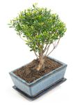 -DSC6101-Bonsai-Sageretia-thea--in-Keramikschale--8x15cm--Sageretie--Hoehe-ca--25cm.jpg