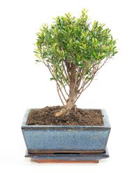 -DSC6099-Bonsai-Sageretia-thea--in-Keramikschale--8x15cm--Sageretie--Hoehe-ca--25cm.jpg -DSC6099-Bonsai-Sageretia-thea--in-Keramikschale--8x15cm--Sageretie--Hoehe-ca--25cm.jpg