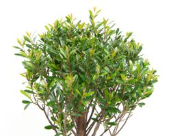 -DSC6100-Bonsai-Sageretia-thea--in-Keramikschale--8x15cm--Sageretie--Hoehe-ca--25cm.jpg -DSC6100-Bonsai-Sageretia-thea--in-Keramikschale--8x15cm--Sageretie--Hoehe-ca--25cm.jpg