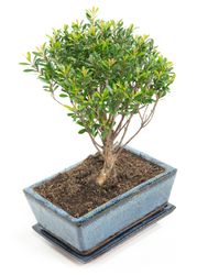 -DSC6101-Bonsai-Sageretia-thea--in-Keramikschale--8x15cm--Sageretie--Hoehe-ca--25cm.jpg -DSC6101-Bonsai-Sageretia-thea--in-Keramikschale--8x15cm--Sageretie--Hoehe-ca--25cm.jpg