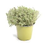 ThymianSilverQueen--1--Sunny-Herbs-Thymian-Silver-Queen--im-14cm-Topf--Thymus-x-citriodorus--Hoehe-ca--15cm.jpg