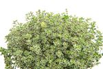 ThymianSilverQueen--2--Sunny-Herbs-Thymian-Silver-Queen--im-14cm-Topf--Thymus-x-citriodorus--Hoehe-ca--15cm.jpg