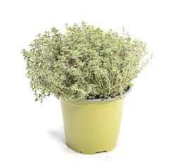 ThymianSilverQueen--1--Sunny-Herbs-Thymian-Silver-Queen--im-14cm-Topf--Thymus-x-citriodorus--Hoehe-ca--15cm.jpg ThymianSilverQueen--1--Sunny-Herbs-Thymian-Silver-Queen--im-14cm-Topf--Thymus-x-citriodorus--Hoehe-ca--15cm.jpg