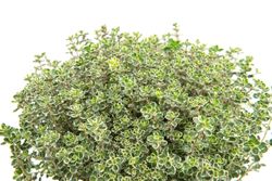 ThymianSilverQueen--2--Sunny-Herbs-Thymian-Silver-Queen--im-14cm-Topf--Thymus-x-citriodorus--Hoehe-ca--15cm.jpg ThymianSilverQueen--2--Sunny-Herbs-Thymian-Silver-Queen--im-14cm-Topf--Thymus-x-citriodorus--Hoehe-ca--15cm.jpg