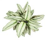 CalatheaWhitestar--1--Calathea-majestica--Whitestar-im-14cm-Topf--Korbmaranthe--Hoehe-ca-45cm.jpg