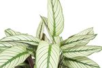 CalatheaWhitestar--3--Calathea-majestica--Whitestar-im-14cm-Topf--Korbmaranthe--Hoehe-ca-45cm.jpg