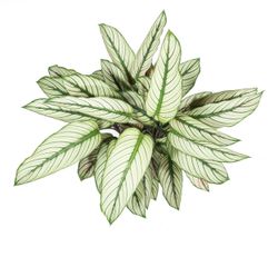 CalatheaWhitestar--1--Calathea-majestica--Whitestar-im-14cm-Topf--Korbmaranthe--Hoehe-ca-45cm.jpg CalatheaWhitestar--1--Calathea-majestica--Whitestar-im-14cm-Topf--Korbmaranthe--Hoehe-ca-45cm.jpg
