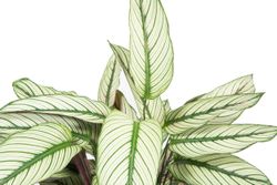 CalatheaWhitestar--3--Calathea-majestica--Whitestar-im-14cm-Topf--Korbmaranthe--Hoehe-ca-45cm.jpg CalatheaWhitestar--3--Calathea-majestica--Whitestar-im-14cm-Topf--Korbmaranthe--Hoehe-ca-45cm.jpg