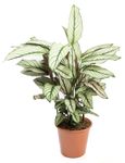 CalatheaWhitestar--2--Calathea-majestica--Whitestar-im-19cm-Topf--Korbmarante--Hoehe-ca--75cm.jpg