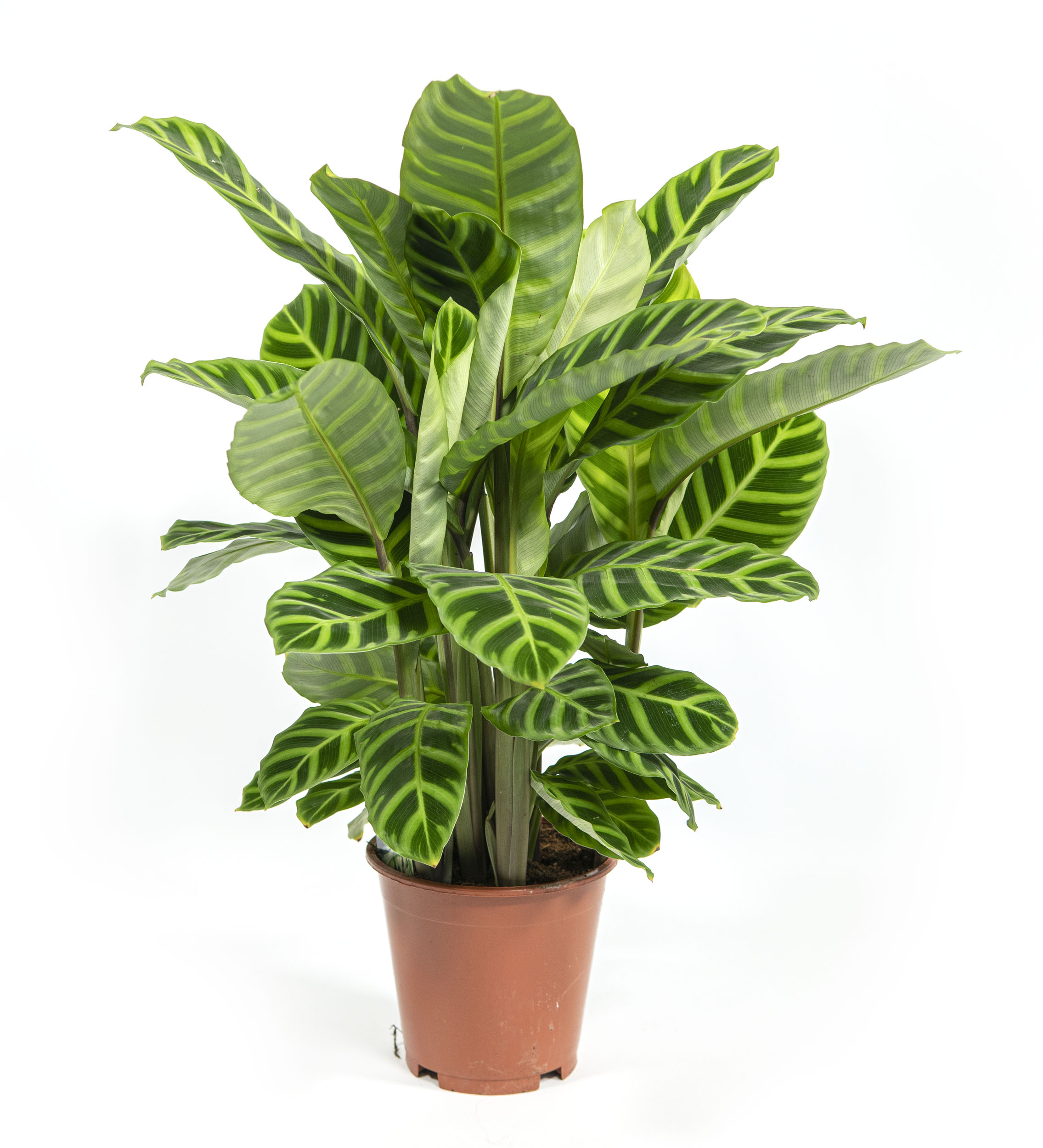 monstera im schatten Schweizer Monstera 'Thai Constellation'