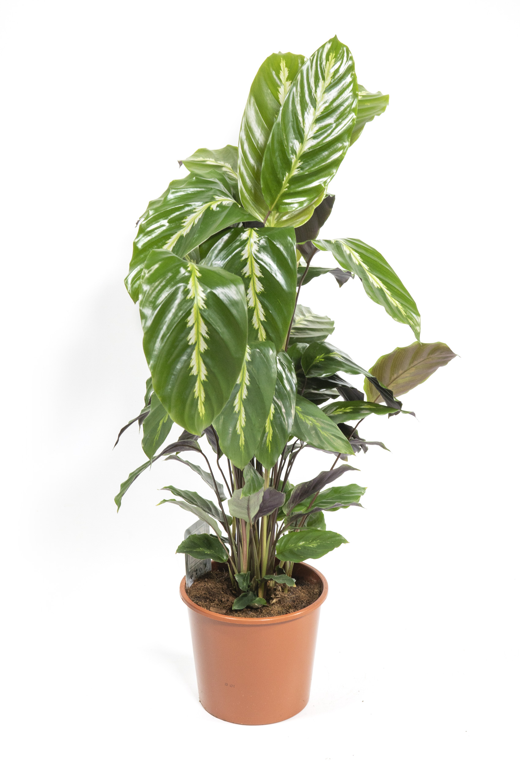 pothos efeutute Efeutute Mix - Epiprumnum Mix P12 main image 1