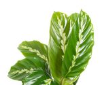 Calathea-louisaeMauiQueen--2--Calathea-louisae--Maui-Queen-im-17cm-Topf--Korbmarante--Hoehe-ca--50cm.jpg